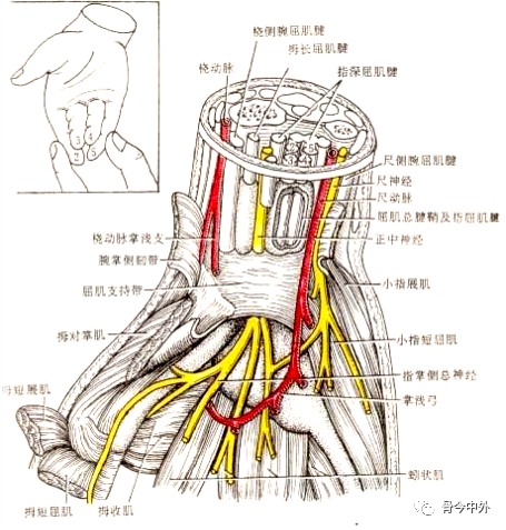 屈肌支持带flexor retinaculum:位于腕掌侧韧带的远侧深面,尺侧端附于