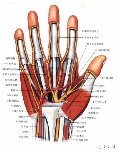 腕掌侧韧带:前臂深筋膜的延续 尺神经深支:伴掌深弓,分支至小鱼际肌