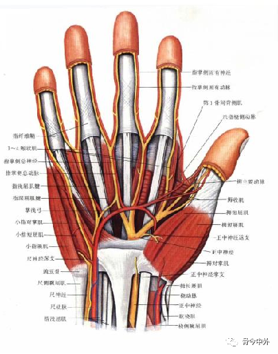 腕尺侧管ulnar carpal canal:腕掌侧韧带的远侧部与屈肌支持带之间的