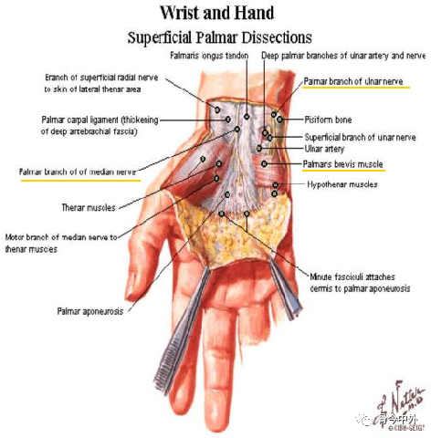 掌腱膜:掌长肌腱越过屈肌支持带浅面后,腱纤维散开并与手掌中部的深