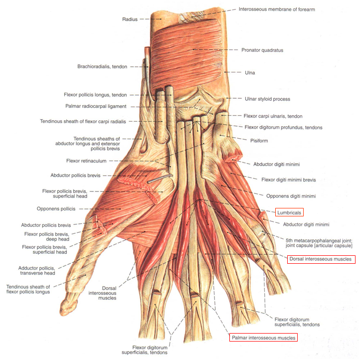 鱼际肌群:拇短展肌,拇短屈肌,拇对掌肌,拇收肌. 中间群:蚓状肌