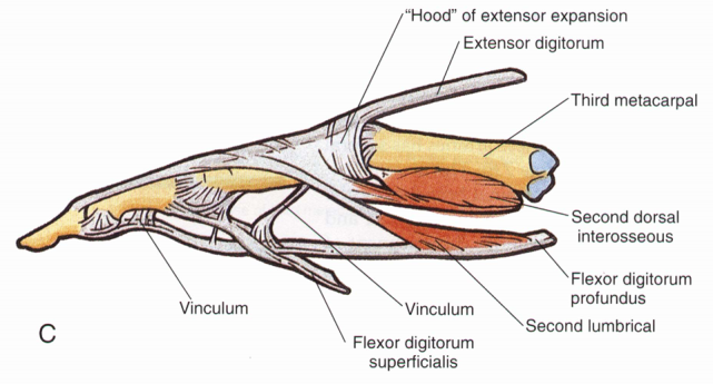 指伸肌腱与指背腱膜