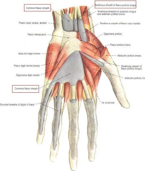 经典:手部解剖与操作