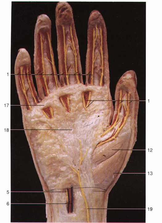 显露鱼际筋膜,掌腱膜,小鱼际筋膜 解剖