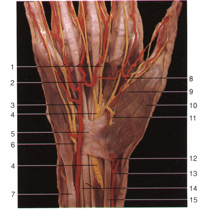解剖尺动脉,尺神经及其分支解剖掌浅弓及其分支解剖腕管:修洁屈肌支持