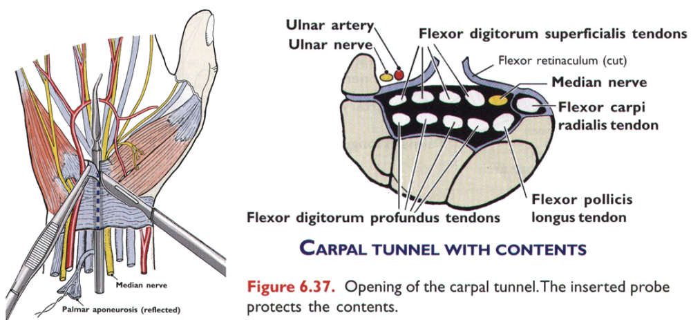 观察(手指或镊子探查)骨筋膜鞘,掌中隔,鱼际间隙和掌中间隙.