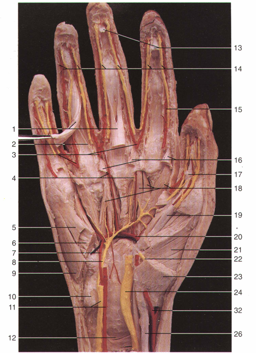 解剖鱼际肌 解剖小鱼际肌 解剖蚓状肌 修洁掌深弓及其分支,尺神经深支