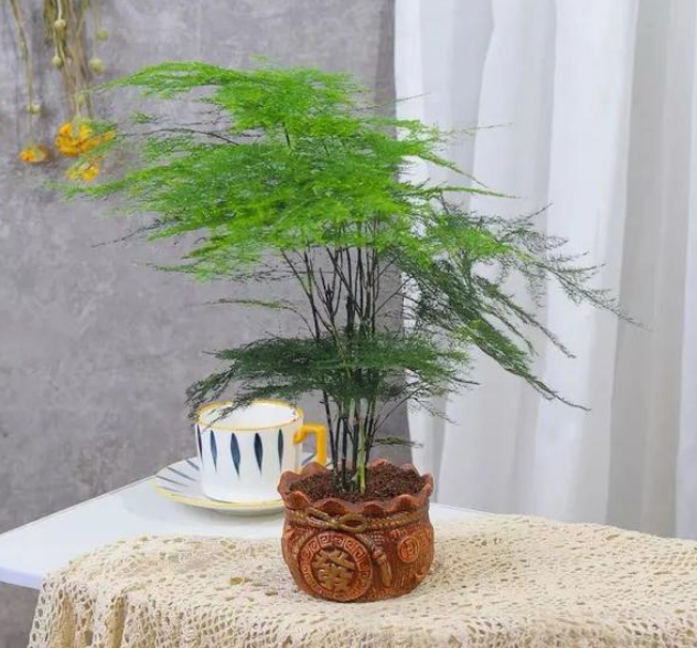 4种盆栽竹子,适合养在家里,常年绿意盎然!