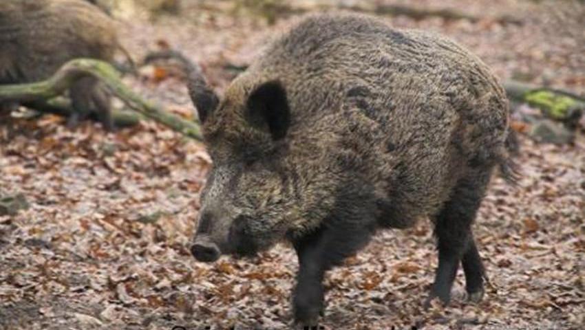 野猪泛滥四川一村支书巡山遇袭身亡