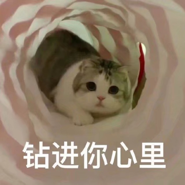 可爱表情包|钻进你心里