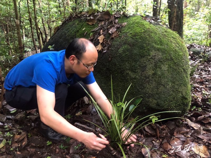 官山发现6个野生兰花新分布种