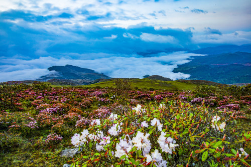 索玛花开大凉山