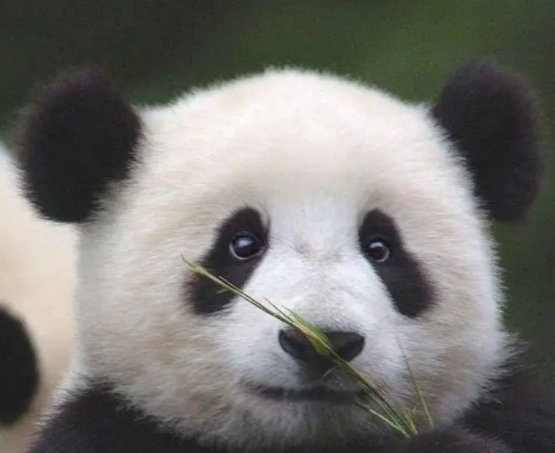 你知道国宝大熊猫爱吃什么竹子吗?