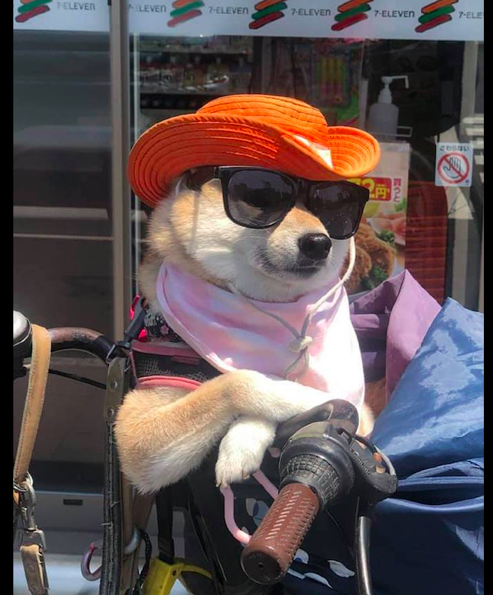 柴犬坐在自行车的车筐里,还戴着帽子和墨镜,好像西部牛仔啊!