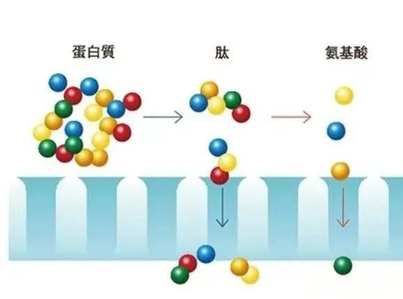 如胃蛋白酶,胰蛋白酶,内肽酶,以及人体的胃酸(酸性物质,胆汁(碱性