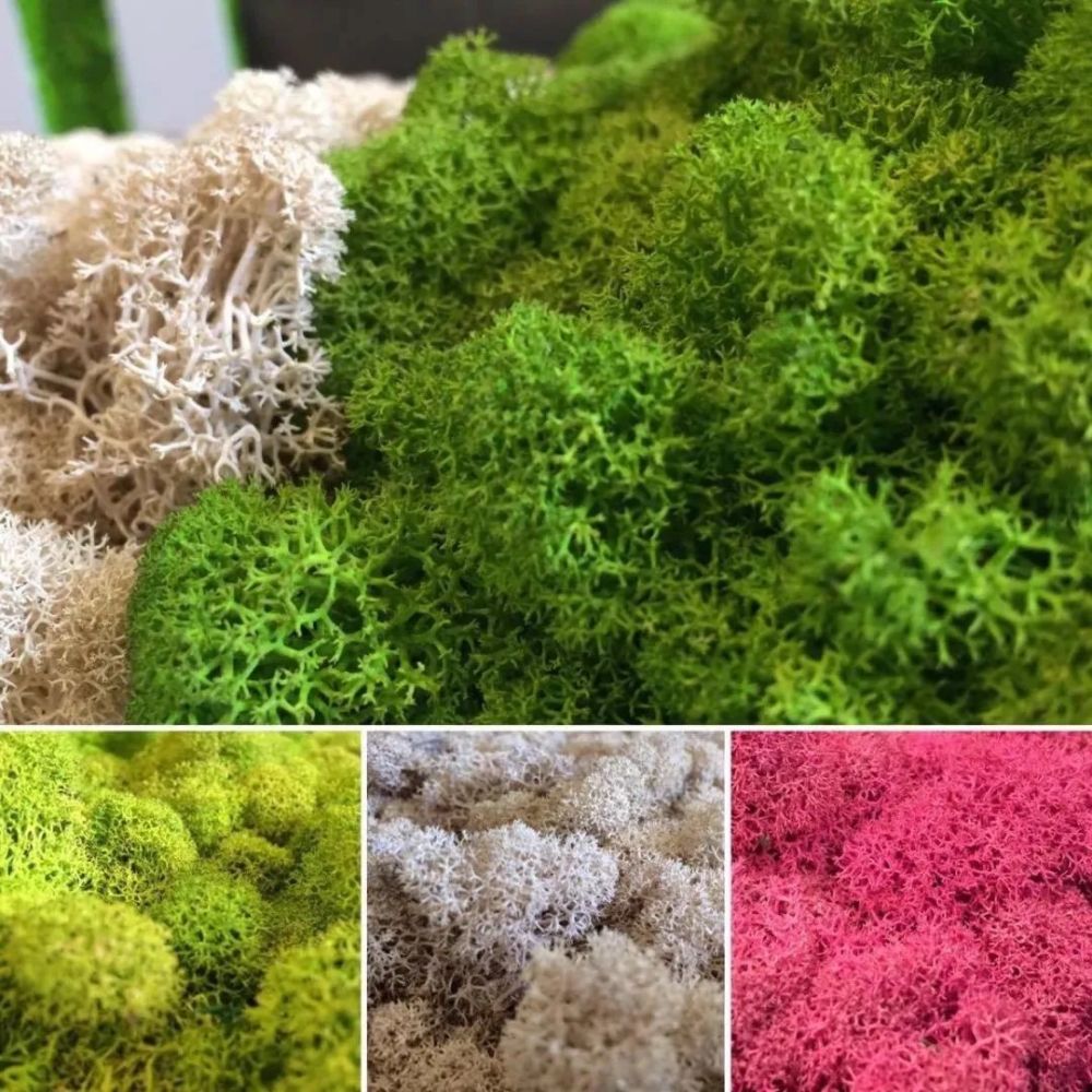 大灰藓,朵朵藓等随着技术的完善可供选择的永生苔藓品种达到5,6种