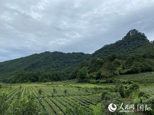 武夷山燕子窠生态茶园.人民网 吴思萱摄