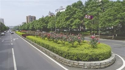 金山路分车带上开满月季.