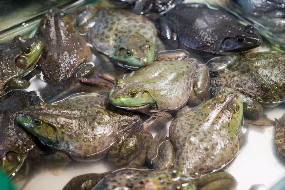 新加坡科学家发现牛蛙皮和鱼鳞能治骨病,原来扔得比吃