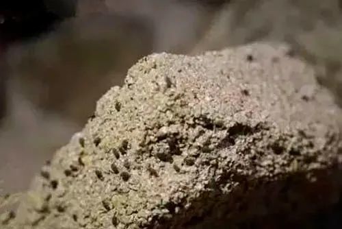 茅台镇有种虫子,深受酿酒人喜爱,没有它,酱酒就不香