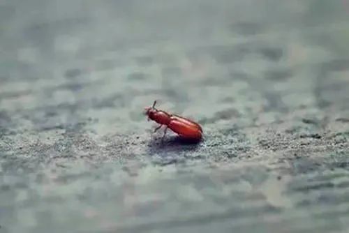 茅台镇有种虫子,深受酿酒人喜爱,没有它,酱酒就不香