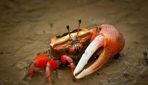 9,万氏怪蟹万氏怪蟹这种螃蟹也是毒性很强的一种螃蟹,在我国台湾以及