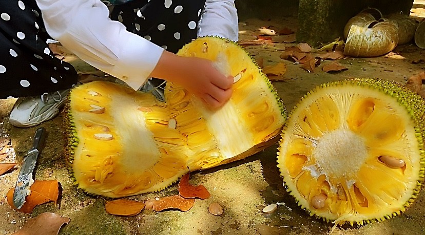 菠萝蜜怎么剥 腾讯网