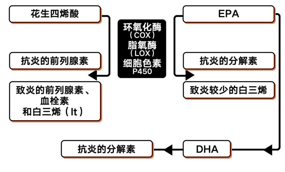 让你上火发炎的原凶之一!omega-6深度解析|野兽生活