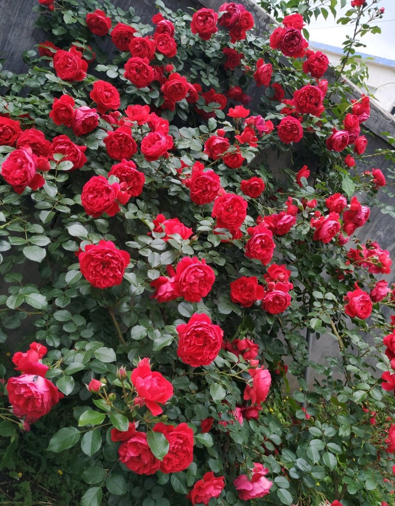 月季"佛罗伦萨"—美胜玫瑰,花香怡人,院子养一棵,三季