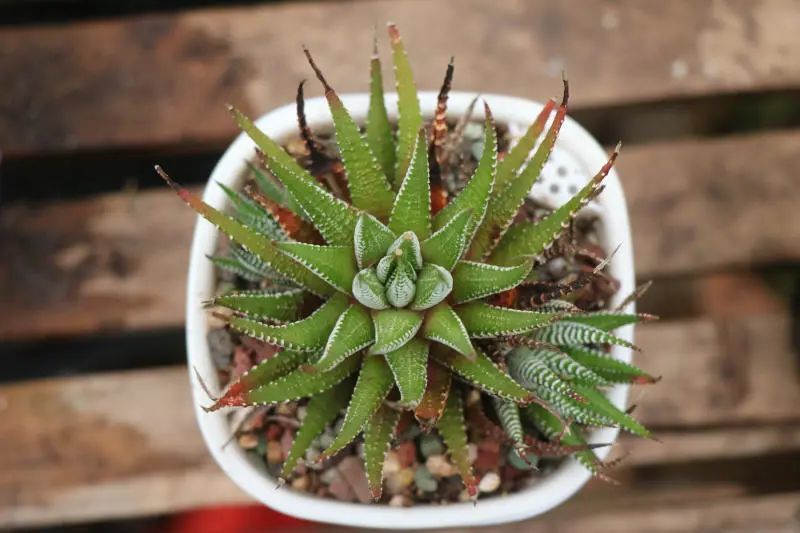 "条纹十二卷"芦荟科十二卷属多肉植物,大普货,生命力强大皮实好养