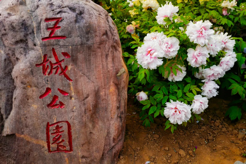神州牡丹园:靠近白马寺,里面还有个四季牡丹园; 国家牡丹园:靠近洛阳