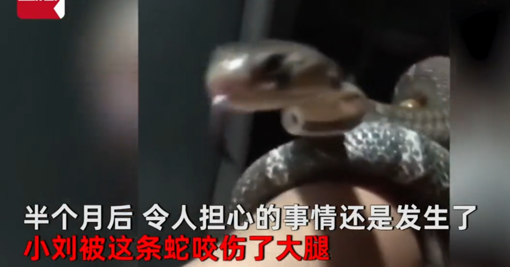 哈尔滨一男子把眼镜蛇当宠物养,还睡一起,被咬一口后表示不养了
