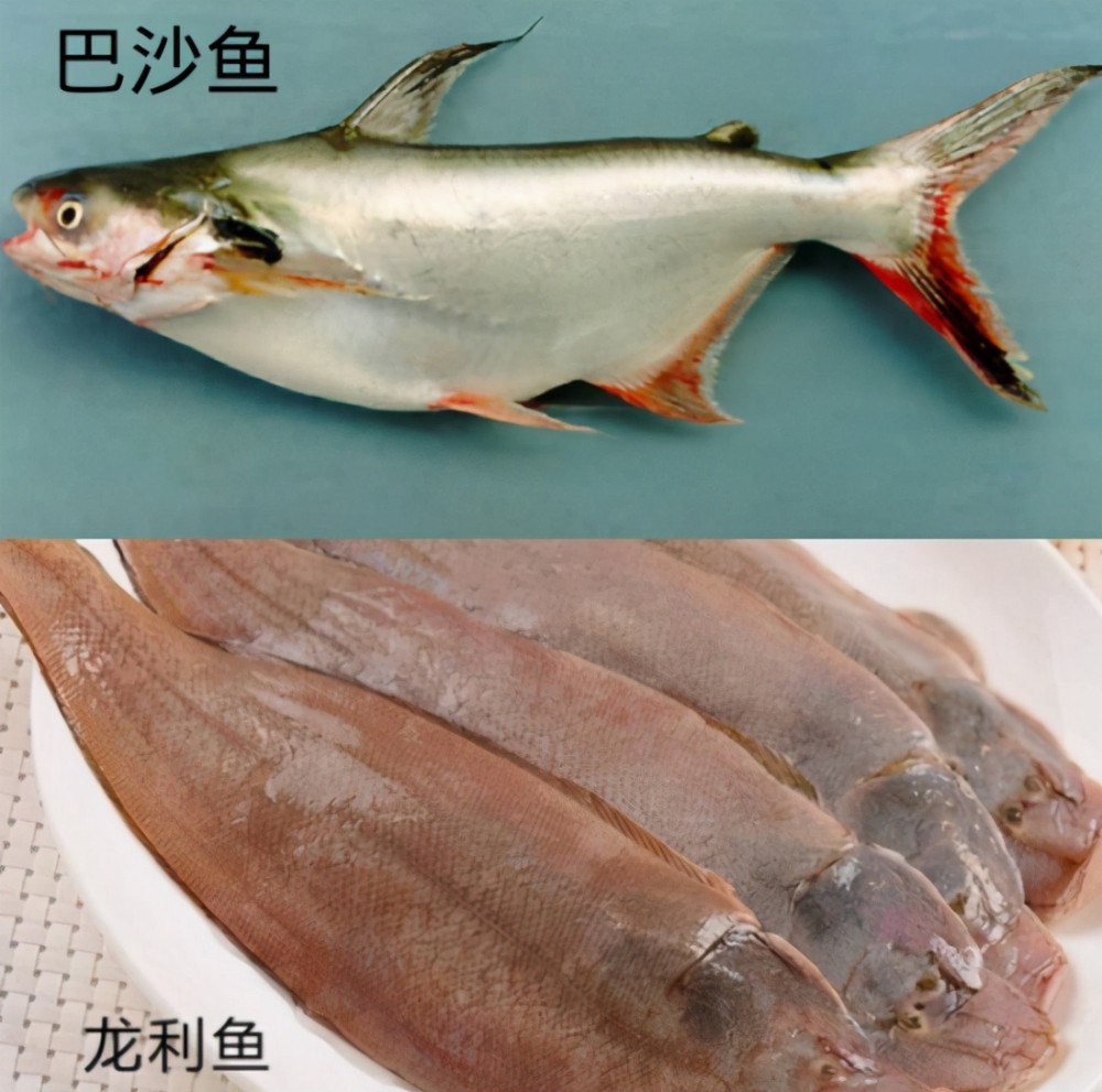 买龙利鱼时要当心超市10元1斤的是巴沙鱼冒充的别再傻傻上当