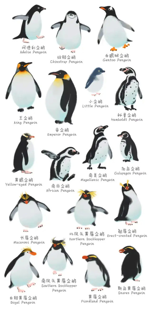 全球企鹅的种类达18种居然会有企鹅在这里生活着就是这么不可思议而