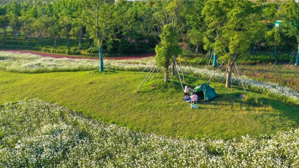 自然成"野趣":春花秋色公园滨菊,金鸡菊开成花海!