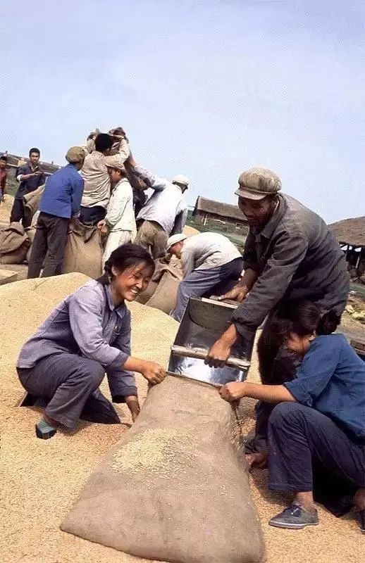 1968年,知青在北大荒,麦收.翁乃强/摄.