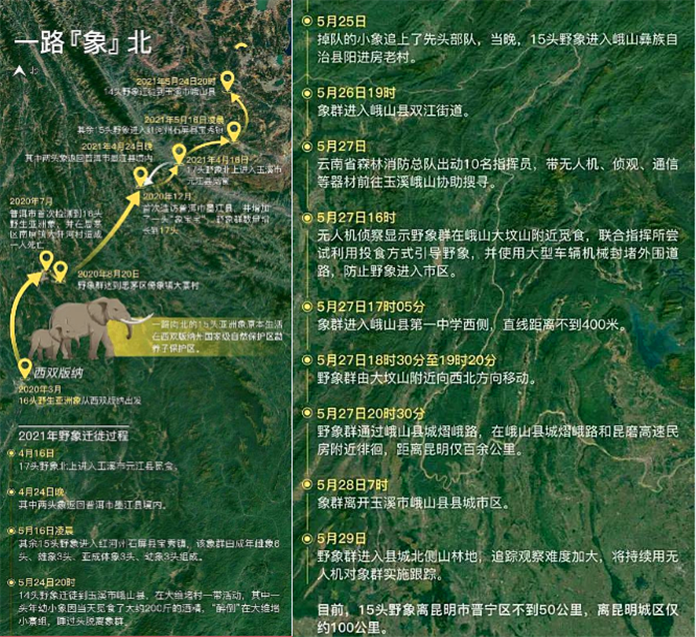 云南15头野象向北800里越吃越好?专家揭秘迁徙与地磁暴巧合内幕