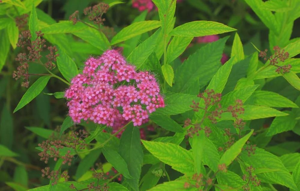 商丘日月湖花讯 粉花绣线菊 来一波粉色记忆吧