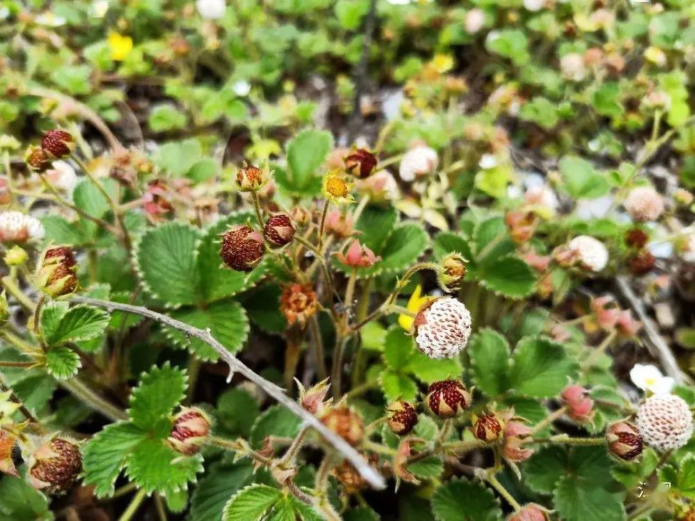 这种野草莓又熟了,山里遇见别错过,自带菠萝香味,市场百元一斤