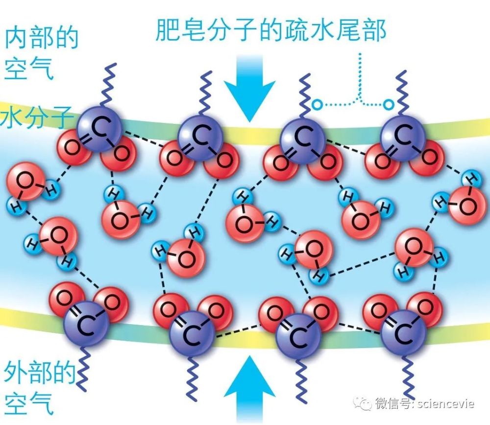 如果用吸管吹肥皂水,这些分子将借着气泡排列疏水的尾巴,而亲水的头部