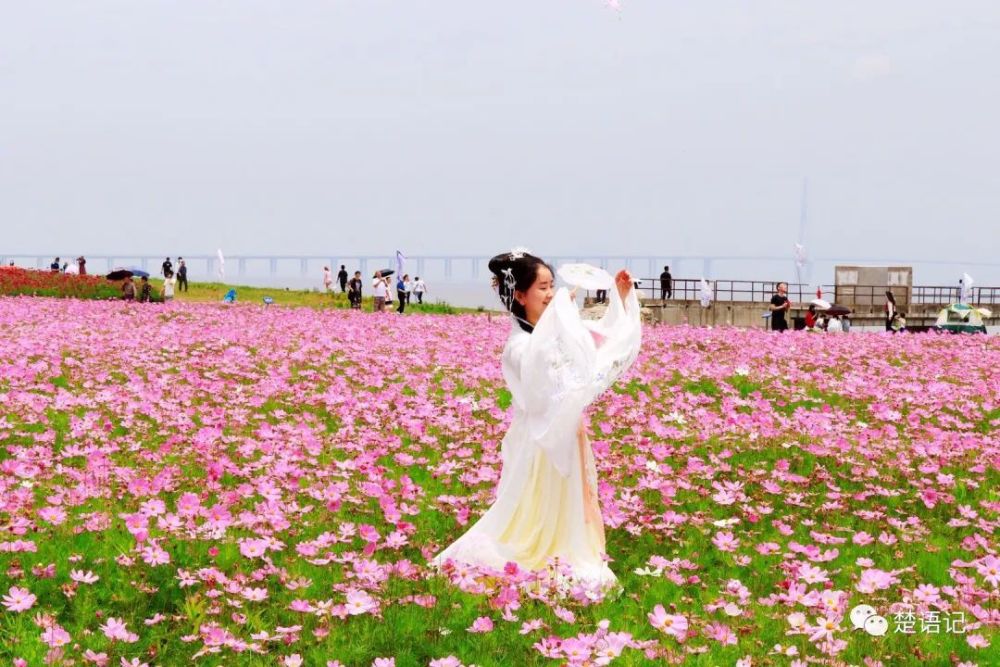 宁波市又一处花海走红,地处海边景色优美,游人众多却免费参观