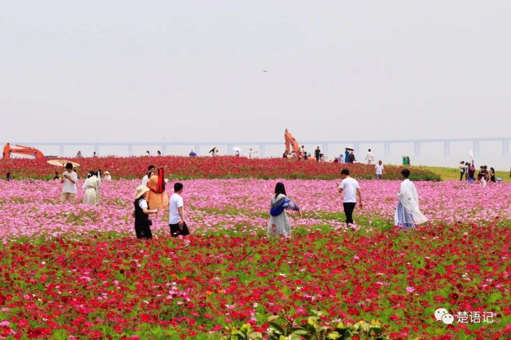 宁波市又一处花海走红,地处海边景色优美,游人众多却免费参观