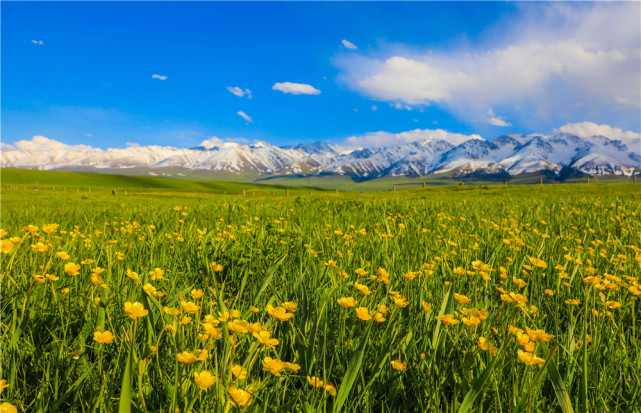 新疆那拉提:金莲花开 空中草原变身空中花园