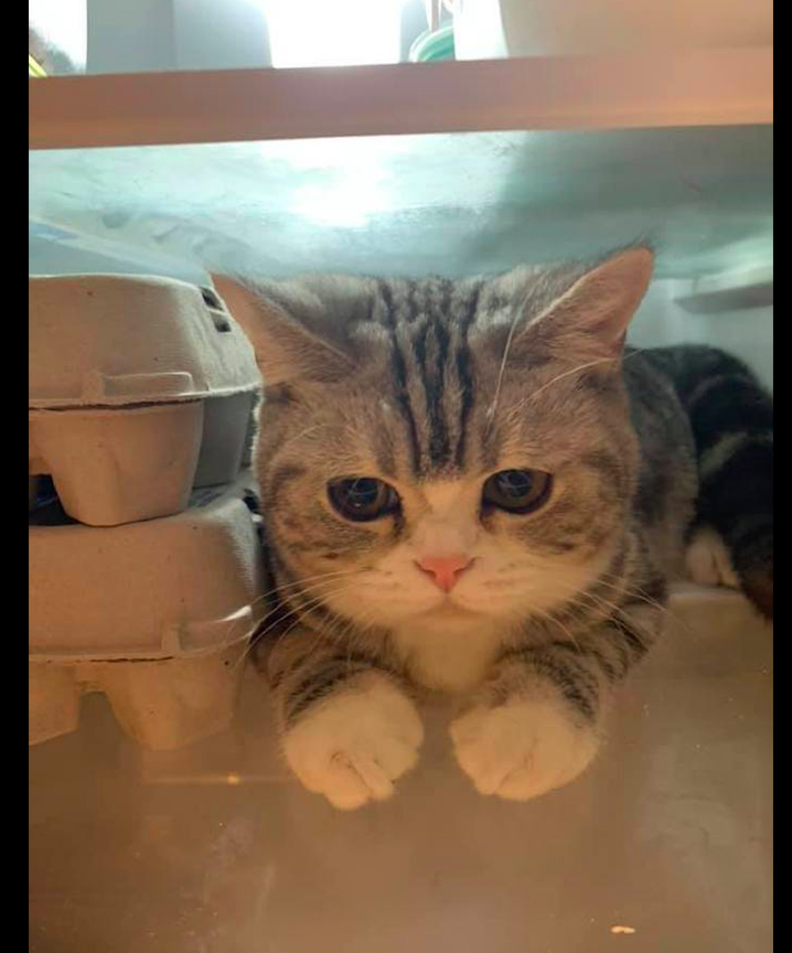 猫咪偷跑进冰箱里,怎么都不出来,还一副可怜兮兮的表情:我热!