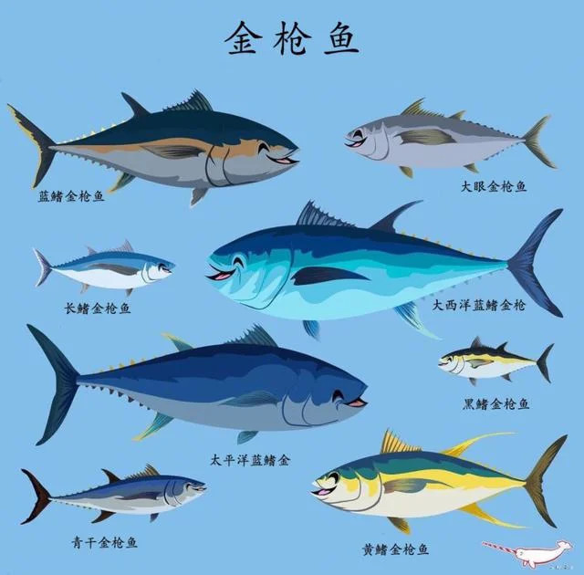 一条近700斤的蓝金枪鱼被渔民捕获,能耐多少钱