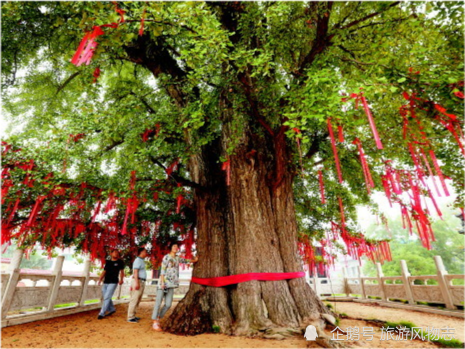 不乏古代名木,银杏王有多株,分别在临沂市郯城县,日照市莒县浮来山