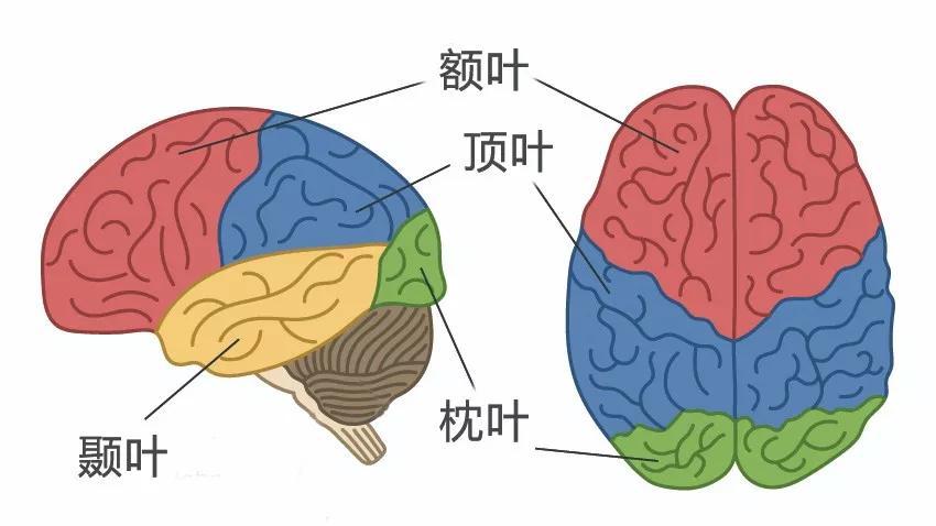脑结构图