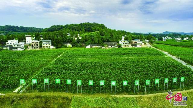 南充仪陇县做强农业园区经济引领乡村振兴