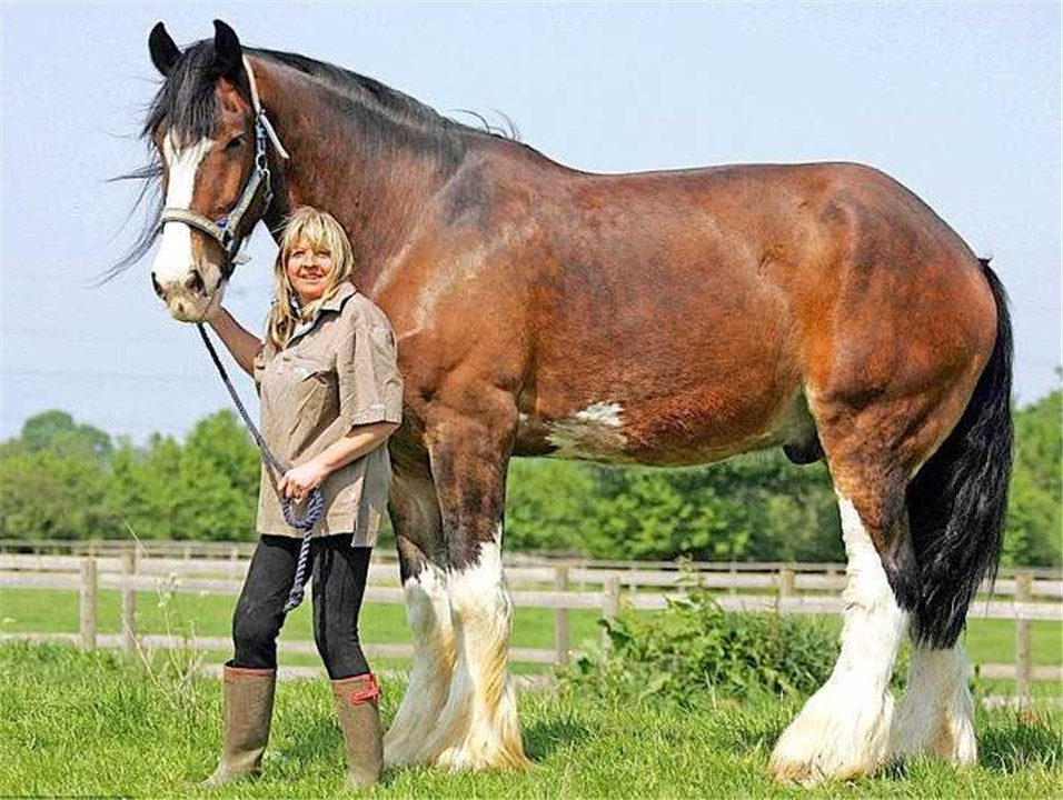 据悉,全世界最高的马,是一匹名叫"林肯"的夏尔马 身高达到3.66米