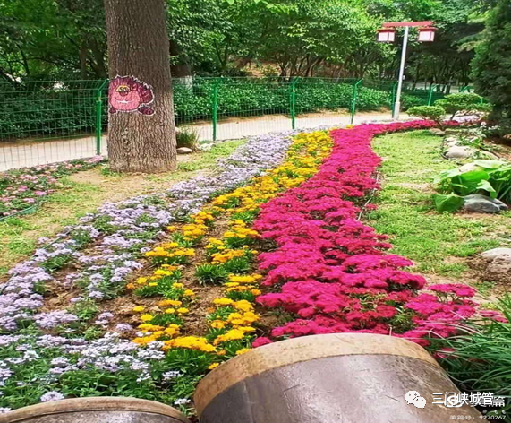 市城管局:首届最美花境竞赛圆满落幕